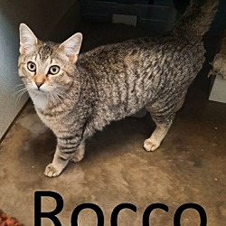 Thumbnail photo of Rocco #4