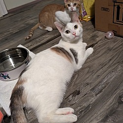 Photo of Pumpernickel (Bread Kittens #6)
