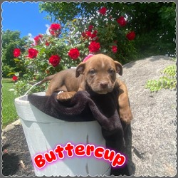 Thumbnail photo of Buttercup #2