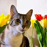adopt a pet