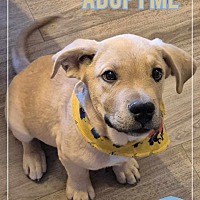adopt a pet