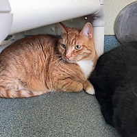adopt a pet