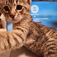 adopt a pet