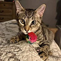 adopt a pet