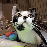 adopt a pet