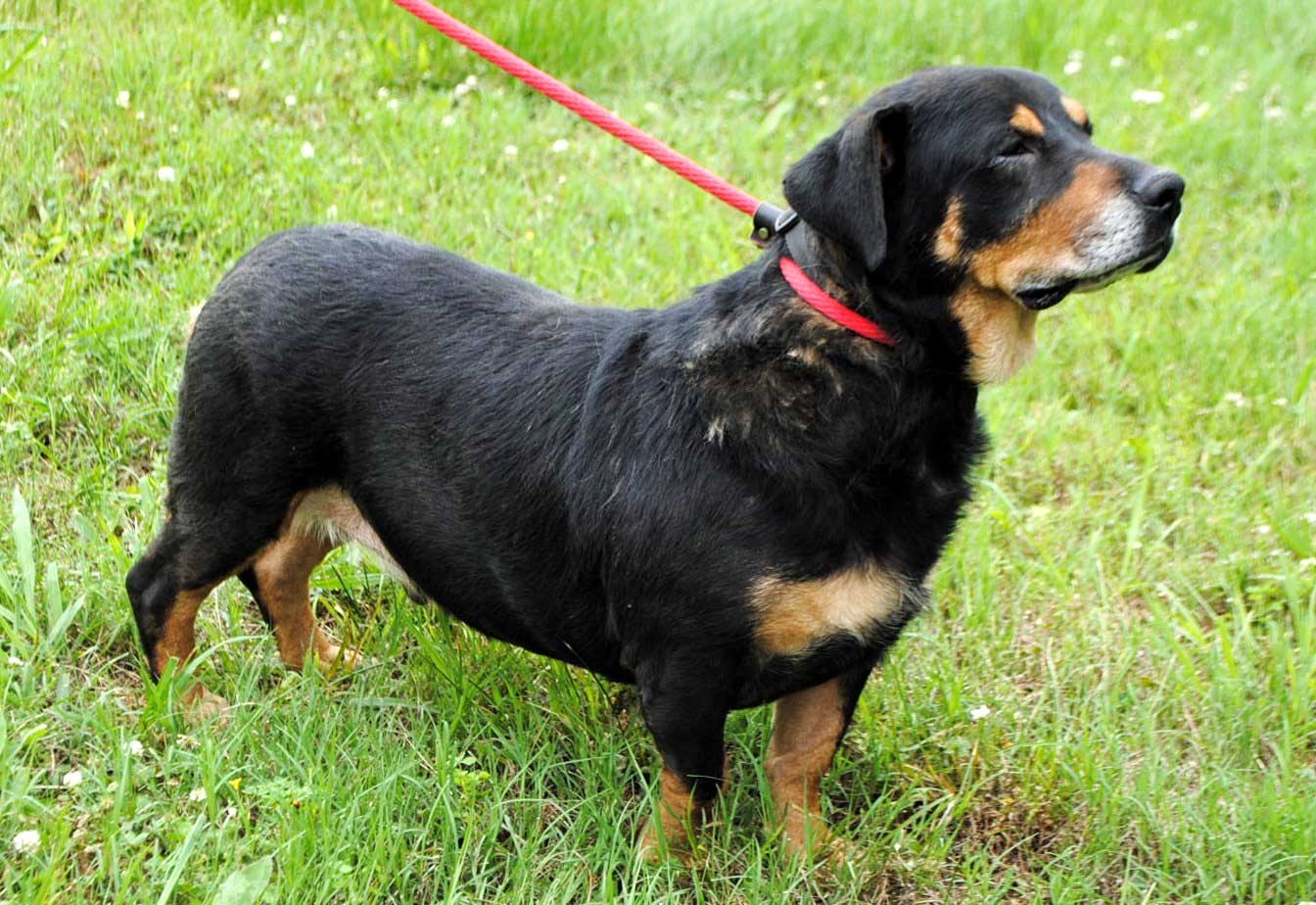 Salem Nh Rottweiler Meet Herschel Walker A Pet For Adoption