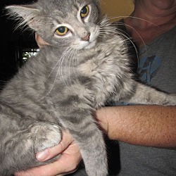 Thumbnail photo of Dorsey Kitten #4