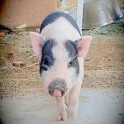 Thumbnail photo of Herbie the Love Pig #2