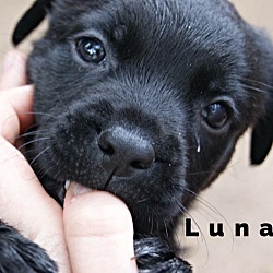 Thumbnail photo of Luna #1