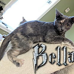 Thumbnail photo of Bella #1