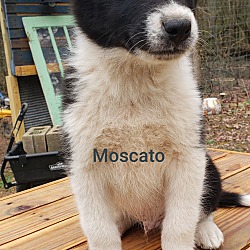 Photo of Moscato
