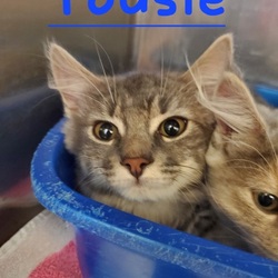 Photo of Tousle