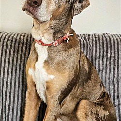 Photo of Marie Urgently needs foster or adopter