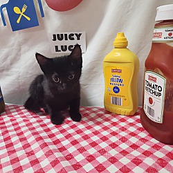 Photo of Juicy Lucy