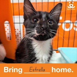 Thumbnail photo of Estrella #2