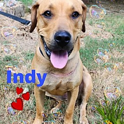 Thumbnail photo of Indy #1