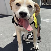 adopt a pet