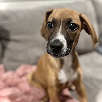 adopt a pet