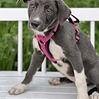 adopt a pet