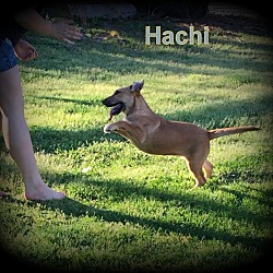 Thumbnail photo of Hachi #3