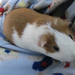 Thumbnail photo of Biscuit #3