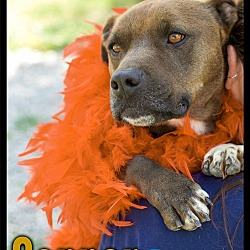Thumbnail photo of Copper (Reduced adoption fee!! #4