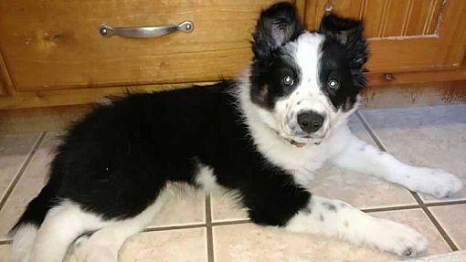 border collie rescue puppies for sale