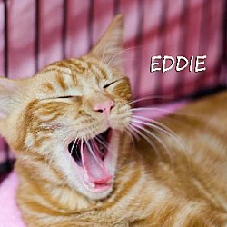 Thumbnail photo of Eddie #2
