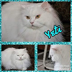 Thumbnail photo of Yeti #4