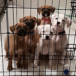 Photo of Boxer pups