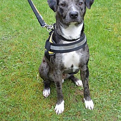 Photo of Mozza, a Catahoula-Heeler mix