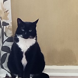 Photo of Pepper