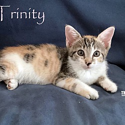 Photo of Trinty
