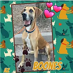 Photo of Boones