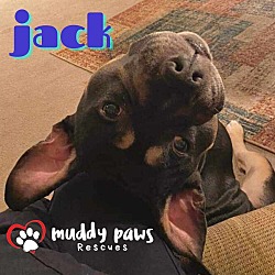 Thumbnail photo of Jack (Courtesy Post) #4