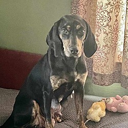 Thumbnail photo of Sarah the Coonhound #4
