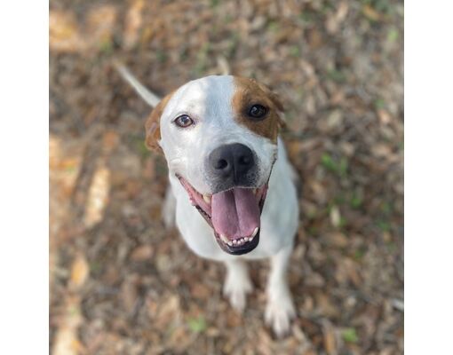 Sarasota, FL - Mixed Breed (Medium). Meet Birdie a Pet for Adoption ...