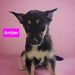 Photo of Ambler