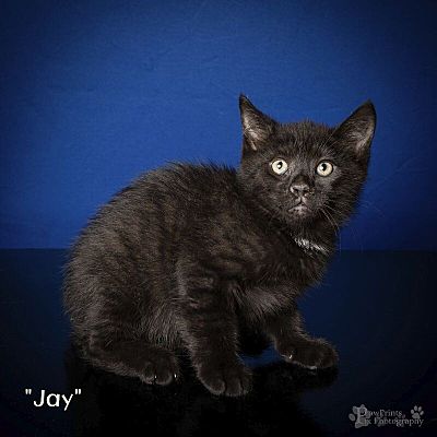 Maryville, TN - Domestic Shorthair. Meet Jay a Pet for Adoption ...