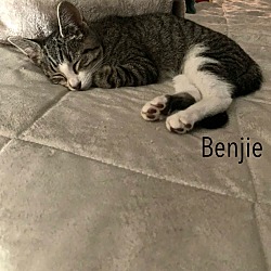 Thumbnail photo of Benji #2