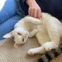 adopt-pet