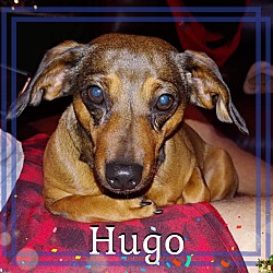 Thumbnail photo of Hugo #2