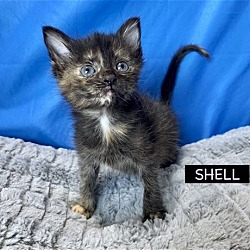 Thumbnail photo of CAT-Shell #2