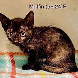 Photo of Muffin