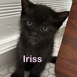 Photo of IRISS Kitten (F)