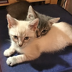 bonded pet photo