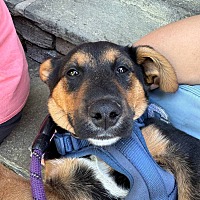adopt a pet