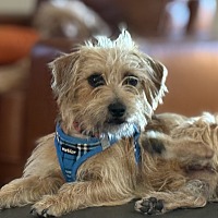 adopt-pet