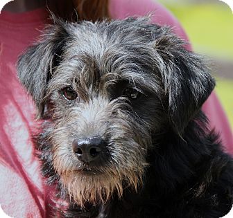 schnoodle adoption