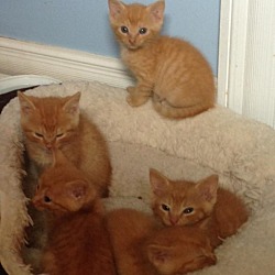 Photo of Orange kitty family